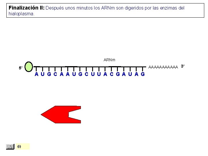 Finalización II: Después unos minutos los ARNm son digeridos por las enzimas del hialoplasma.