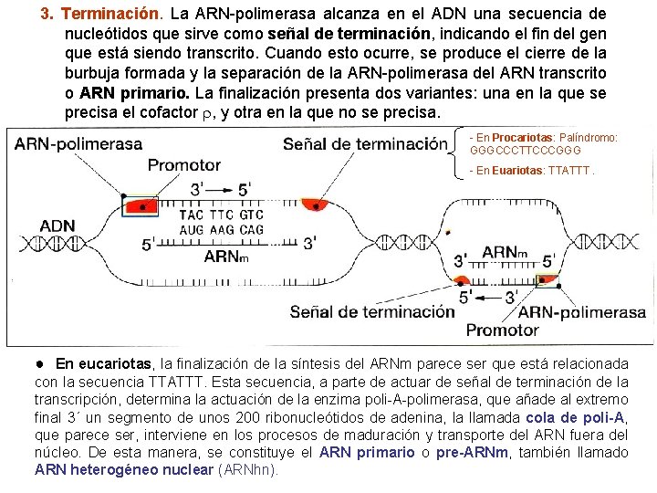 3. Terminación. La ARN-polimerasa alcanza en el ADN una secuencia de nucleótidos que sirve
