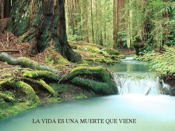 LA VIDA ES UNA MUERTE QUE VIENE 