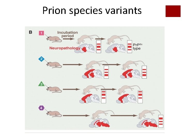 Disease Transmission and Species Barrier Anne Busch Transmission