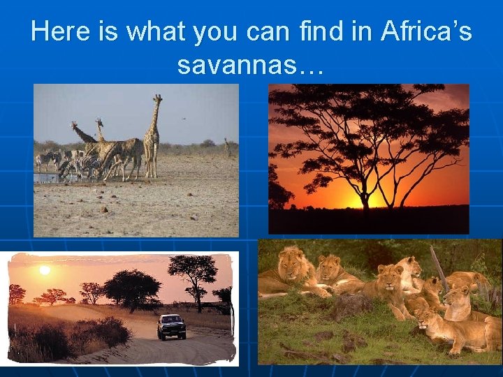 Here is what you can find in Africa’s savannas… 