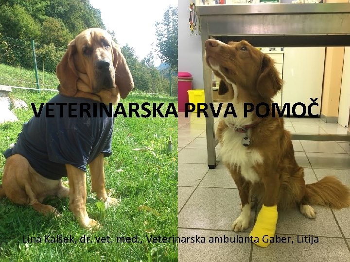 VETERINARSKA PRVA POMOČ Lina Kalšek, dr. vet. med. , Veterinarska ambulanta Gaber, Litija 