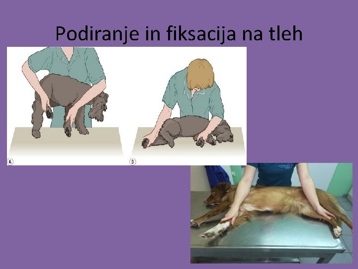 Podiranje in fiksacija na tleh 