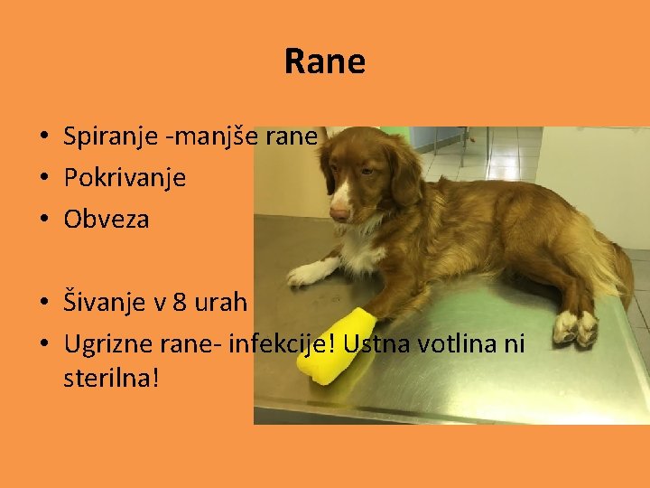 Rane • Spiranje -manjše rane • Pokrivanje • Obveza • Šivanje v 8 urah