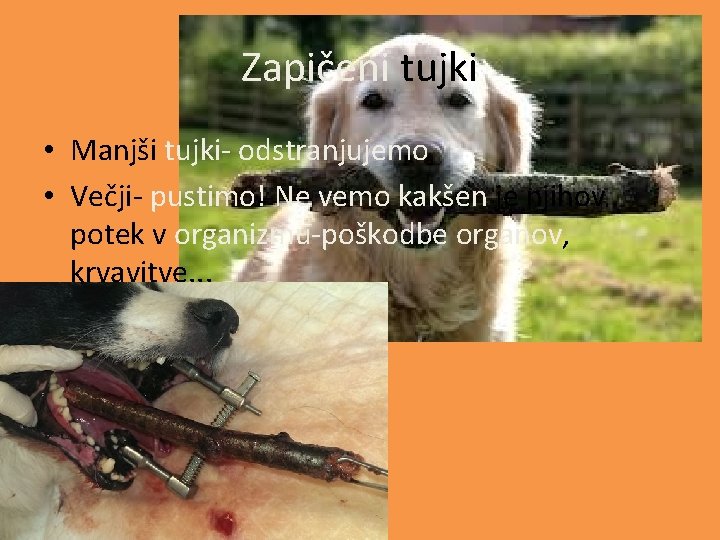 Zapičeni tujki • Manjši tujki- odstranjujemo • Večji- pustimo! Ne vemo kakšen je njihov