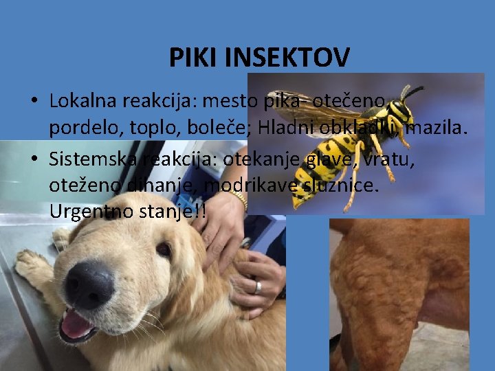 PIKI INSEKTOV • Lokalna reakcija: mesto pika- otečeno, pordelo, toplo, boleče; Hladni obkladki, mazila.