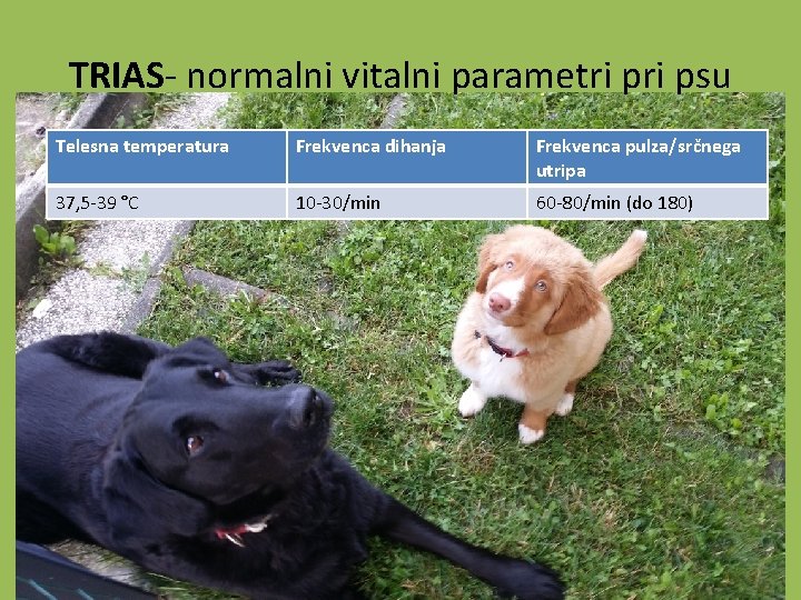 TRIAS- normalni vitalni parametri psu Telesna temperatura Frekvenca dihanja Frekvenca pulza/srčnega utripa 37, 5