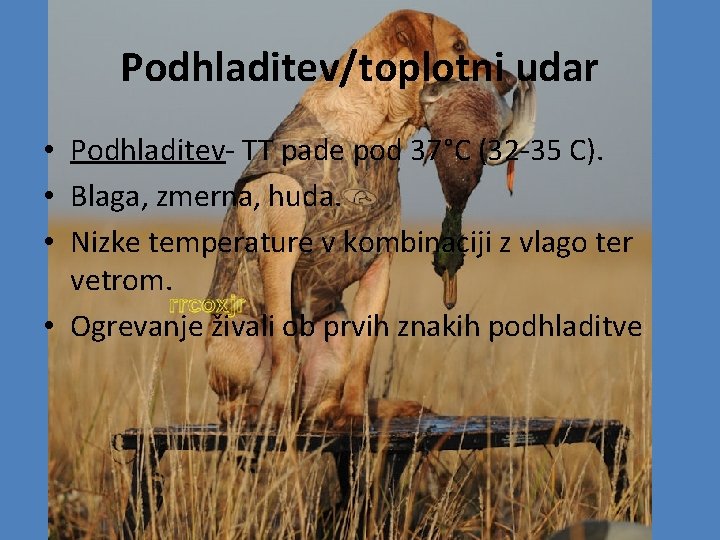 Podhladitev/toplotni udar • Podhladitev- TT pade pod 37°C (32 -35 C). • Blaga, zmerna,