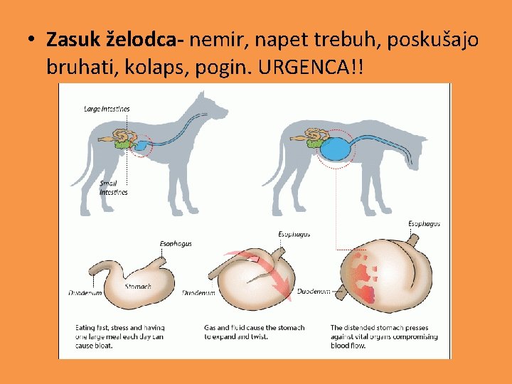  • Zasuk želodca- nemir, napet trebuh, poskušajo bruhati, kolaps, pogin. URGENCA!! 