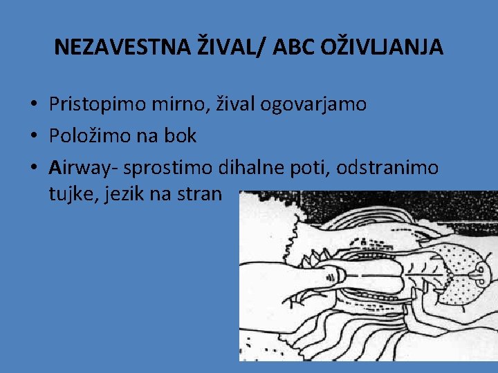 NEZAVESTNA ŽIVAL/ ABC OŽIVLJANJA • Pristopimo mirno, žival ogovarjamo • Položimo na bok •