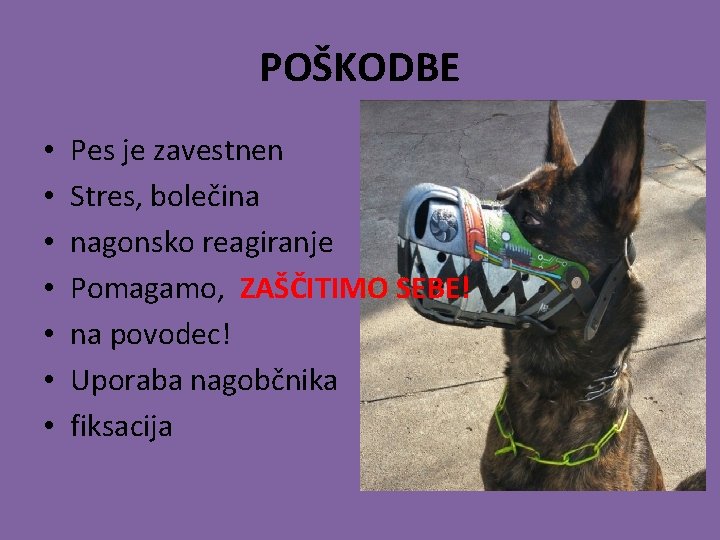 POŠKODBE • • Pes je zavestnen Stres, bolečina nagonsko reagiranje Pomagamo, ZAŠČITIMO SEBE! na