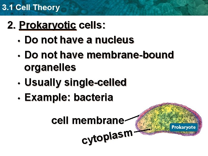 3. 1 Cell Theory 2. Prokaryotic cells: • Do not have a nucleus •