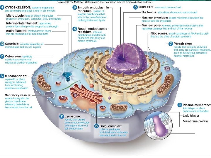 3. 1 Cell Theory 