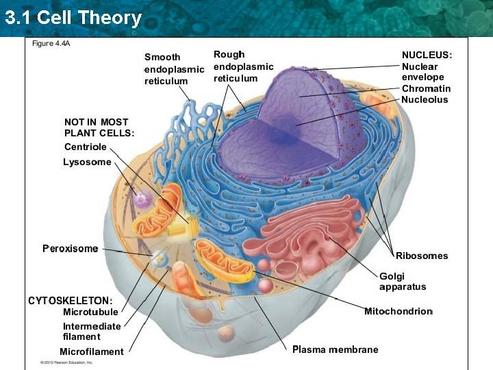 3. 1 Cell Theory 