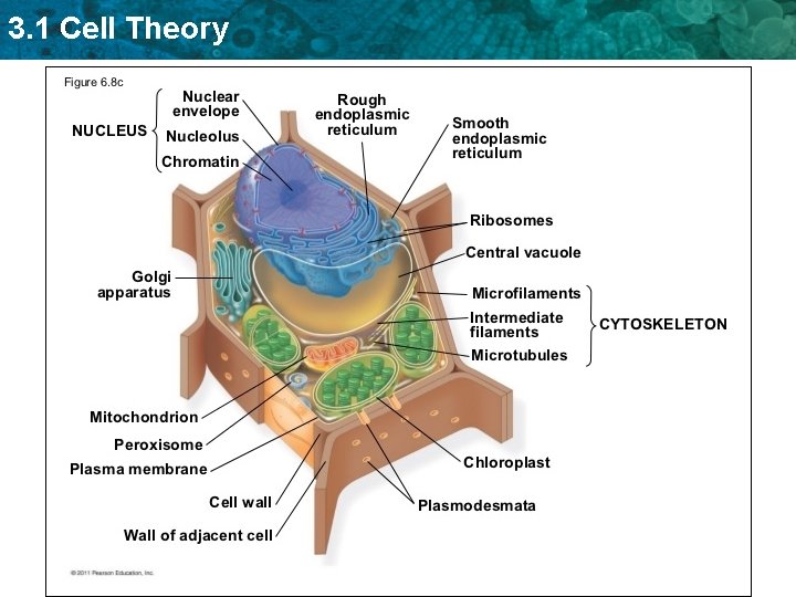 3. 1 Cell Theory 