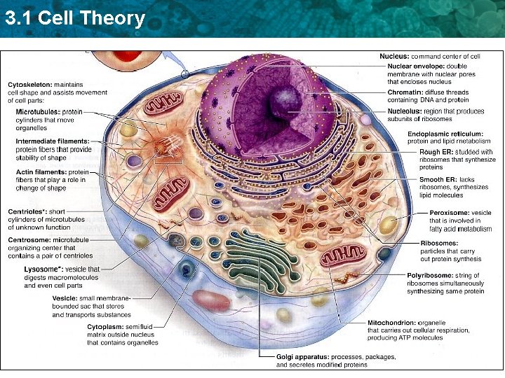 3. 1 Cell Theory 