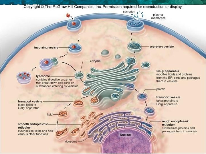 3. 1 Cell Theory 
