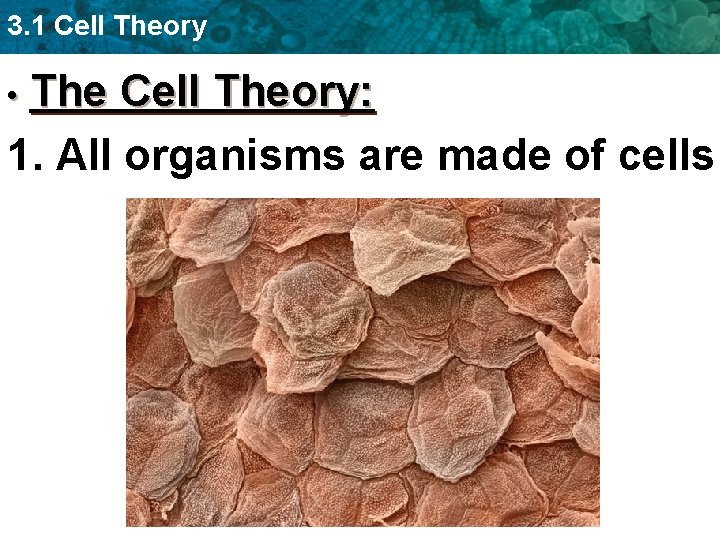 3. 1 Cell Theory • The Cell Theory: 1. All organisms are made of