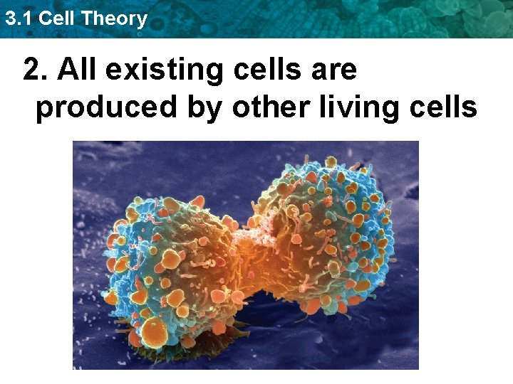 3. 1 Cell Theory 2. All existing cells are produced by other living cells