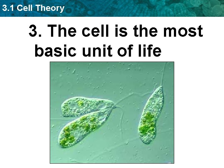 3. 1 Cell Theory 3. The cell is the most basic unit of life