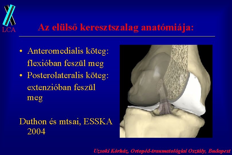 LCA Az elülső keresztszalag anatómiája: • Anteromedialis köteg: flexióban feszül meg • Posterolateralis köteg: