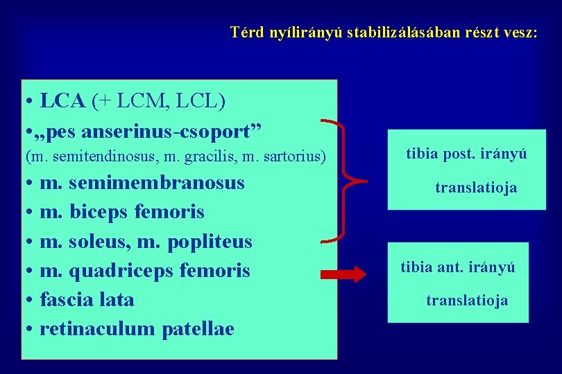 Térd nyílirányú stabilizálásában részt vesz: • LCA (+ LCM, LCL) • „pes anserinus-csoport” (m.