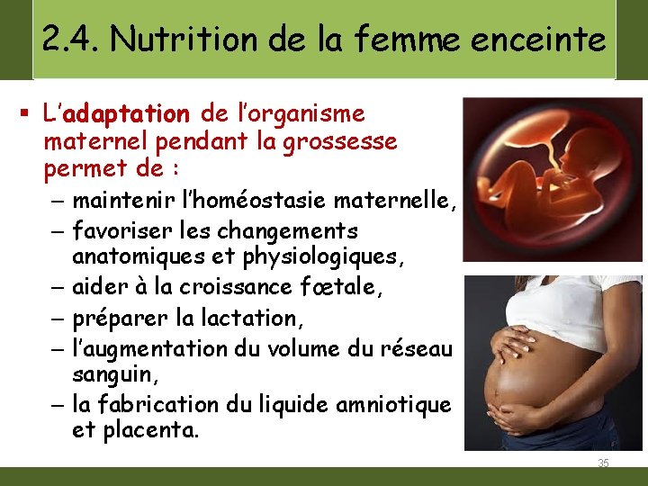 2. 4. Nutrition de la femme enceinte § L’adaptation de l’organisme maternel pendant la