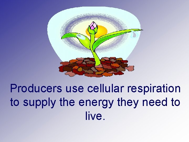 Producers use cellular respiration to supply the energy they need to live. 