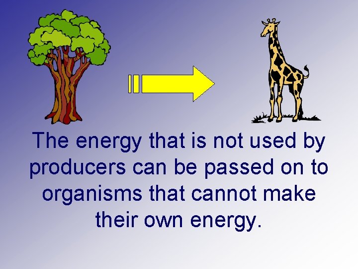The energy that is not used by producers can be passed on to organisms