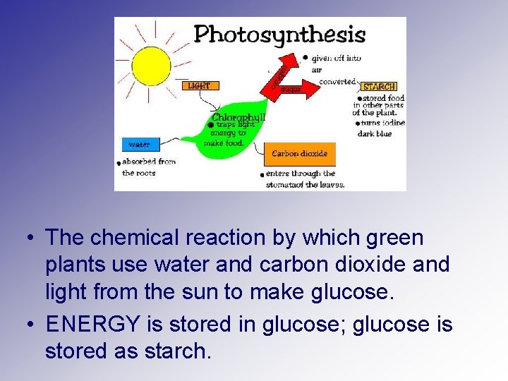  • The chemical reaction by which green plants use water and carbon dioxide