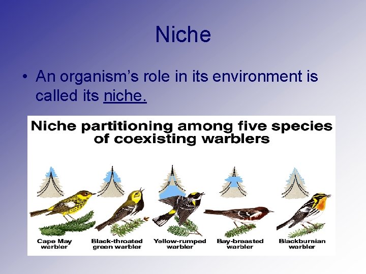 Niche • An organism’s role in its environment is called its niche. Niche • An organism’s role in its environment is called its niche.