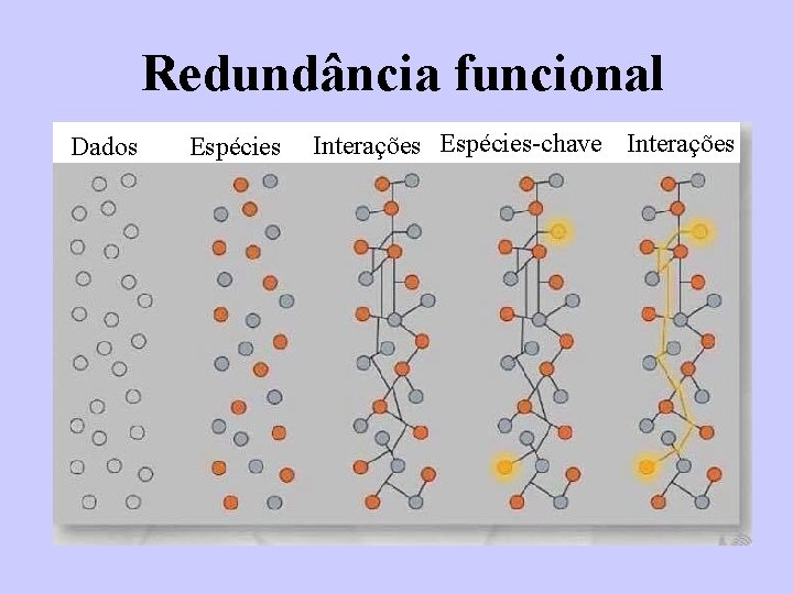 Redundância funcional Dados Espécies Interações Espécies-chave Interações 