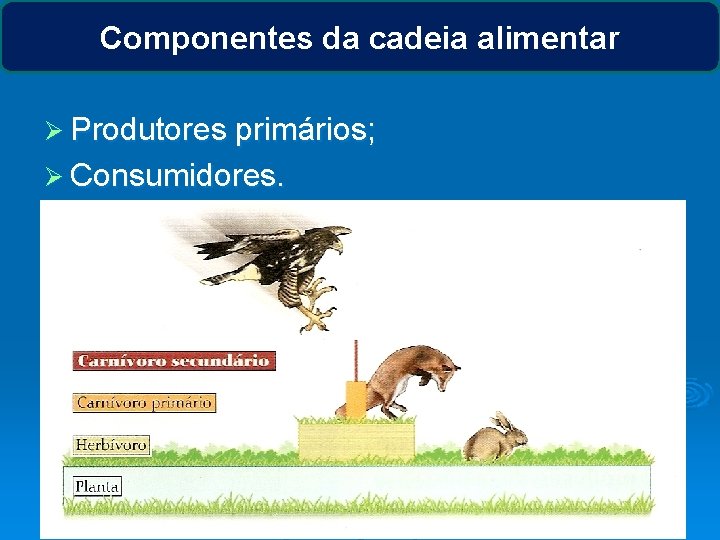 Componentes da cadeia alimentar Ø Produtores primários; Ø Consumidores. 