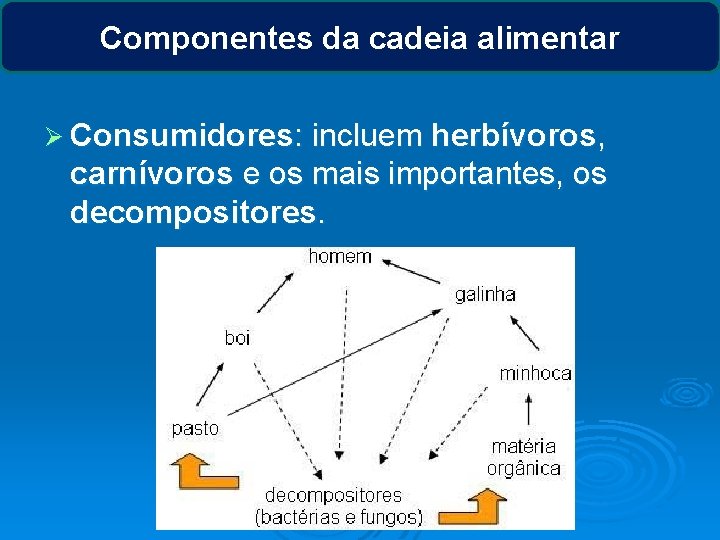 Componentes da cadeia alimentar Ø Consumidores: incluem herbívoros, carnívoros e os mais importantes, os