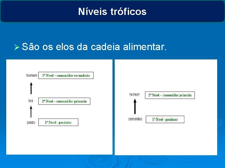 Níveis tróficos Ø São os elos da cadeia alimentar. 