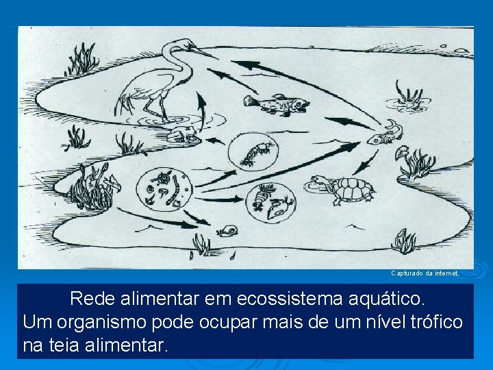 Capturado da internet. Rede alimentar em ecossistema aquático. Um organismo pode ocupar mais de