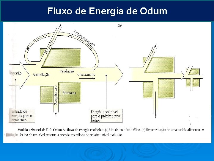 Fluxo de Energia de Odum 