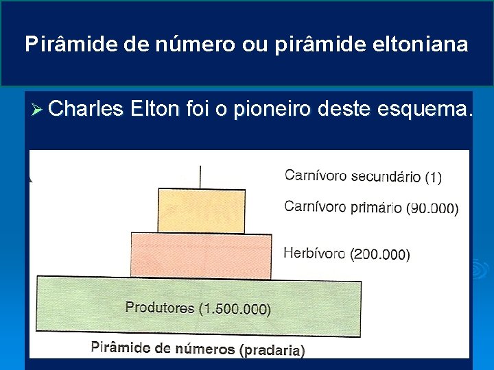 Pirâmide de número ou pirâmide eltoniana Ø Charles Elton foi o pioneiro deste esquema.