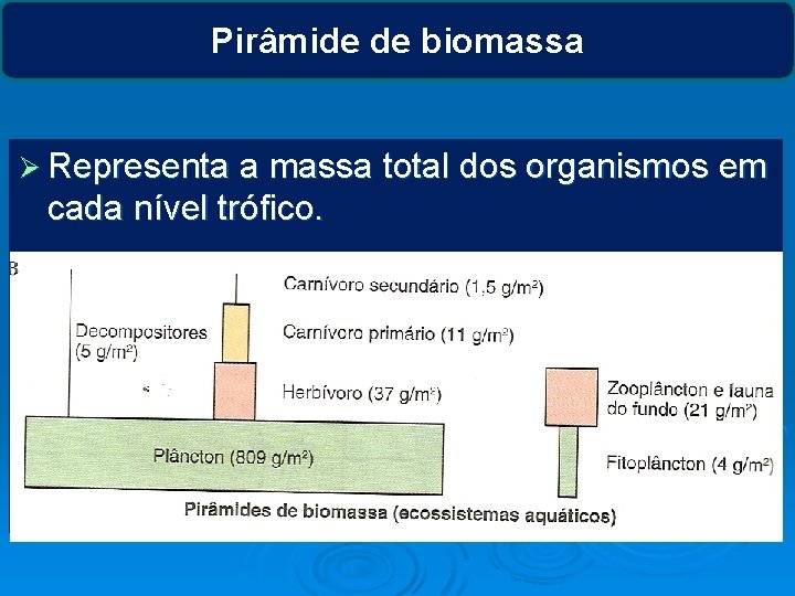 Pirâmide de biomassa Ø Representa a massa total dos organismos em cada nível trófico.