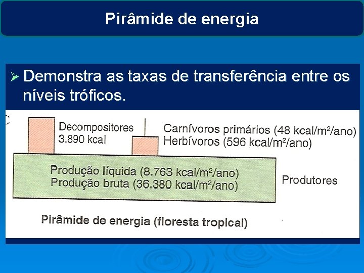 Pirâmide de energia Ø Demonstra as taxas de transferência entre os níveis tróficos. 