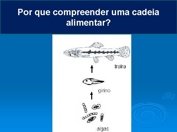 Por que compreender uma cadeia alimentar? 