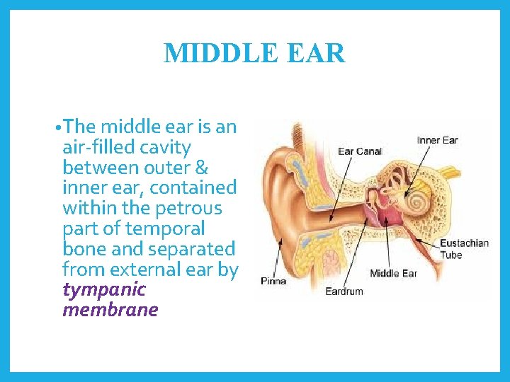 MIDDLE EAR • The middle ear is an air-filled cavity between outer & inner