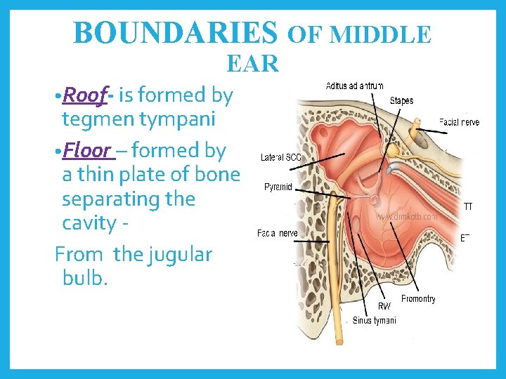 BOUNDARIES OF MIDDLE EAR • Roof- is formed by tegmen tympani • Floor –