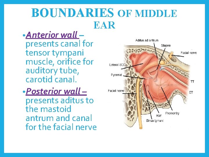 BOUNDARIES OF MIDDLE • Anterior wall – EAR presents canal for tensor tympani muscle,