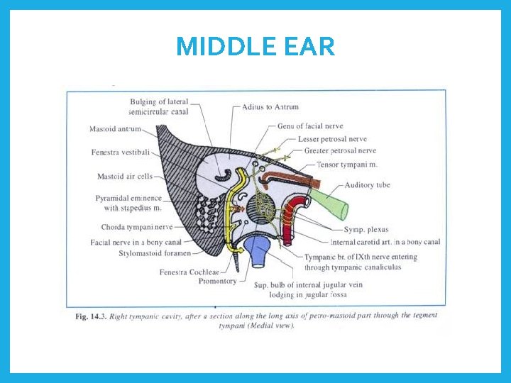 MIDDLE EAR 