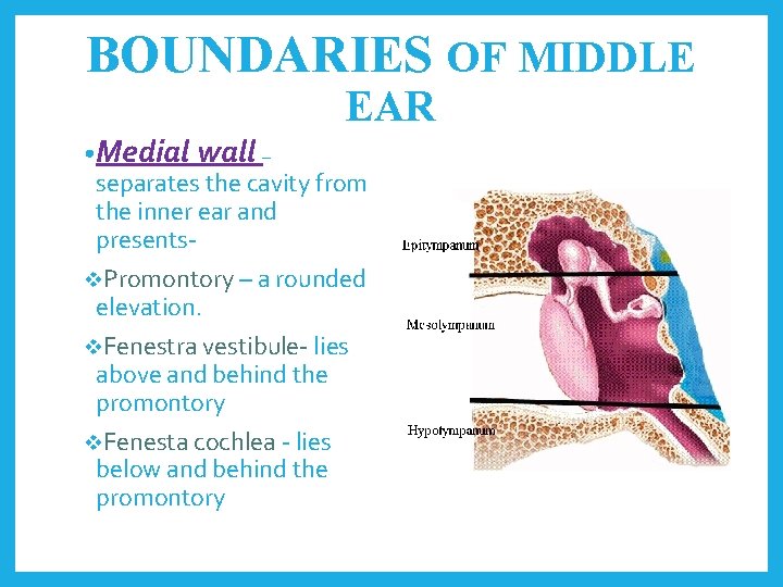 BOUNDARIES OF MIDDLE EAR • Medial wall – separates the cavity from the inner