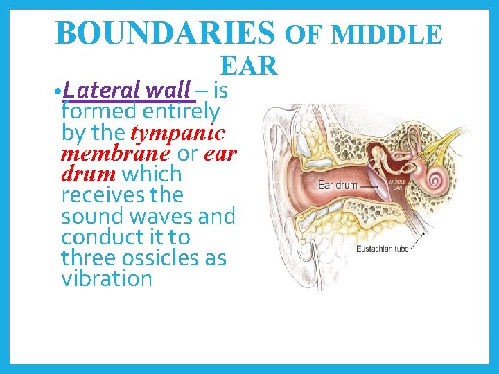 BOUNDARIES OF MIDDLE EAR • Lateral wall – is formed entirely by the tympanic