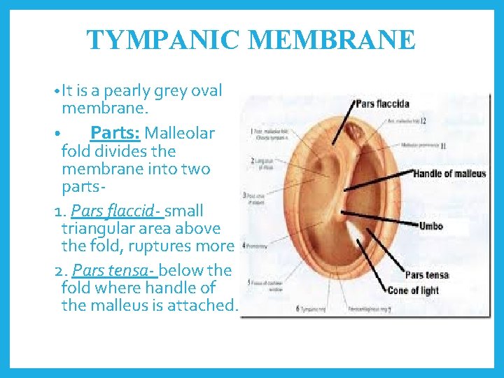 TYMPANIC MEMBRANE • It is a pearly grey oval membrane. • Parts: Malleolar fold