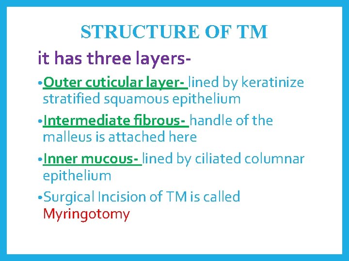 STRUCTURE OF TM it has three layers • Outer cuticular layer- lined by keratinize