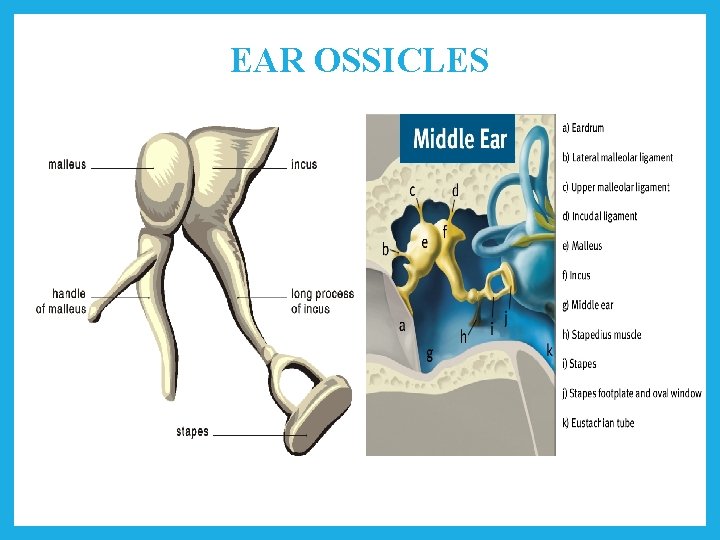 EAR OSSICLES 